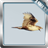 Hawk Live Wallpaper icon