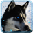 Husky Dogs live wallpaper icon