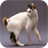 Japanese Bobtail Cats Wallpapers icon
