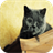 Korat Cats Wallpapers icon