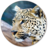 Leopard Wallpapers version 1.1