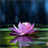 Magical Lotus Live Wallpaper version 2
