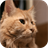 Maine Coon Cats Wallpapers icon
