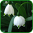 May Lilies icon