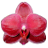Orchids Shift Wallpaper icon