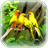 Parrot Wallpaper icon