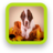 Puppy Dog Wallpapers APK Download