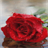 Red Rainy Flower LWP APK Download