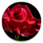 Rose Bloom Live Wallpaper APK Download