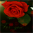 Rose Fory You LWP APK Download