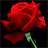 Rose Rose Live Wallpaper icon