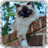 Siamese Cat Wallpaper icon