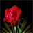 Sparkling Rose Live Wallpaper icon