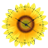 Sunflower Clock icon