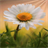 Sunsine Flower LWP icon