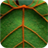 Sweet leaves. Live Wallpapers icon