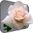 Tender rose blossoming Live Wallpaper icon