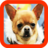 Wallpaper Chihuahua icon