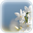 White Flower Wallpaper icon