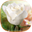 White Rose Live Wallpaper icon