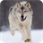 Wolf Wallpapers APK Download