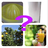 Fruits and Vegetables Quiz version 1.1.5