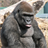 Gorilla Jigsaw Puzzle icon