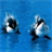 Guess Killer Whale Pictures 2.2
