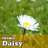 Hidden Daisy icon