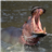 Hippo Jigsaw Puzzle icon