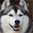 Husky Puzzle icon