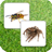 Insect Memory icon