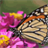 iSlider Butterfly icon