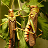 Jigsaw Puzzle Insects and Bugs icon