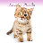 Kitten HD icon