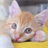 Kittens Muddle Puzzle Game icon