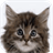 Kitty Cat Match APK Download