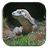 Komodo Dragon icon