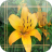 Lily Jigsaw Puzzles 1.0