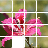 Orchids Sliding Jigsaw icon