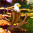Owl Sanctuary Escape icon