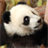 iSlider PandaBears icon