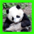Panda Puzzles icon