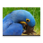 Parrots Puzzle icon