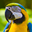 Parrots Puzzle APK Download