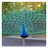 Peacocks logic game APK Download