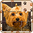 Pets Jigsaw Puzzle Games icon