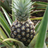 Pineapple Matching icon