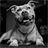 Pit Bulls Dogs Jigsaw Puzzle icon