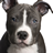 American Pitbull Terrier Puzzles icon